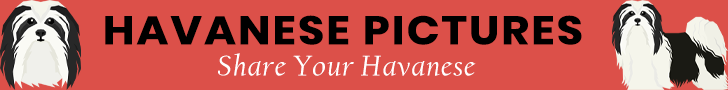Havanese Pictures Banner Ad